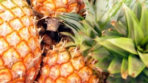 Babyvoeding maken met ananas